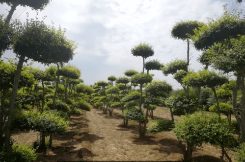 最新苗木求購信息及市場動態(tài)探索
