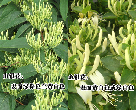 木犀娛樂最新版下載，全新娛樂體驗世界開啟